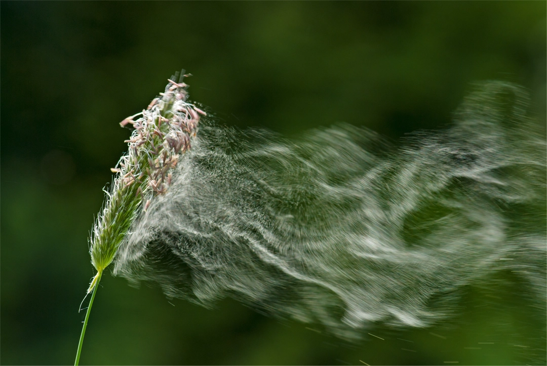 pyląca roślina powodująca alergię